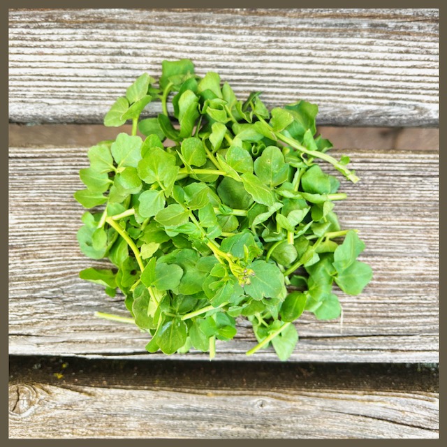 Die Kraft der Brunnenkresse