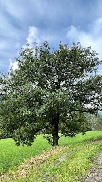 Basische Yoga-Tage Kreischberg
